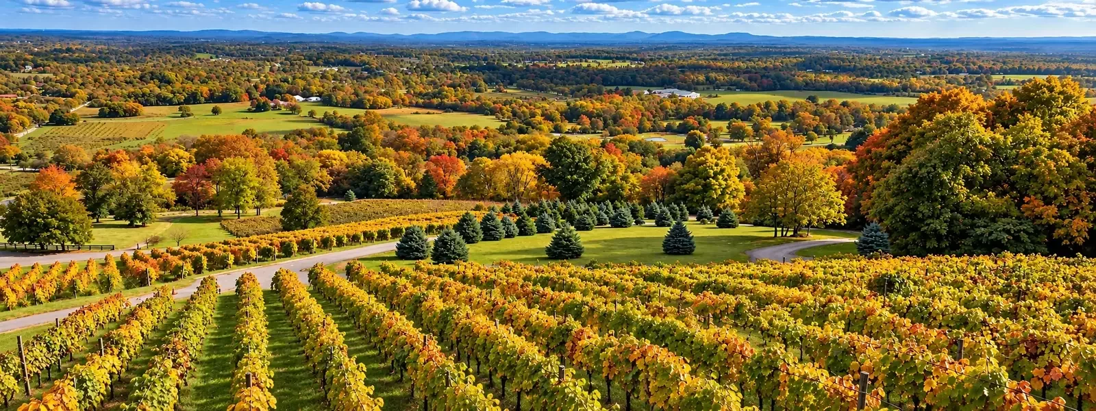 Autumn vineyard rows below a hilltop view of the Blue Ridge valley