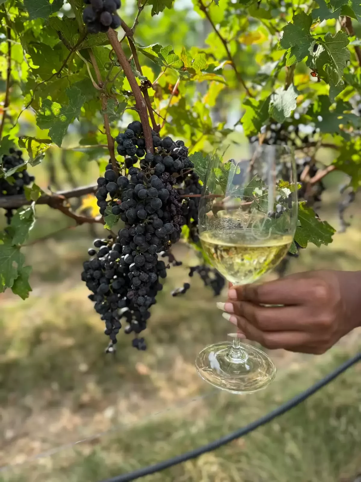 Close-up of Virginia wine grapes with a glass of white wine during a corporate wine tour experience.