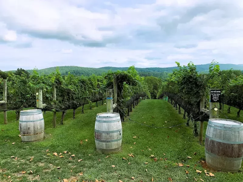 Rustic wine barrels set against Virginia’s rolling countryside, capturing the timeless charm of Loudoun County wine country at 50 West Winery.